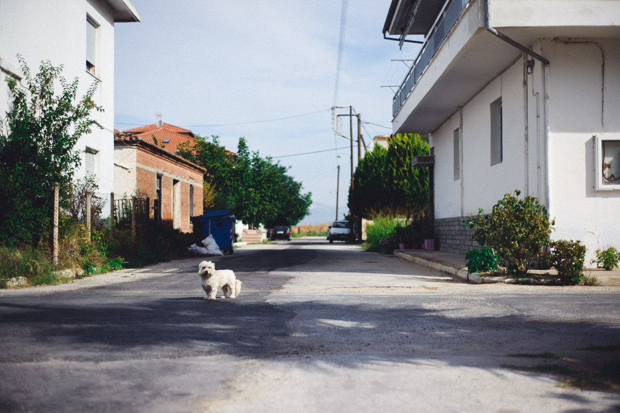 Bild zu Strandhochzeit in Griechenland - Christine & Kiriakos