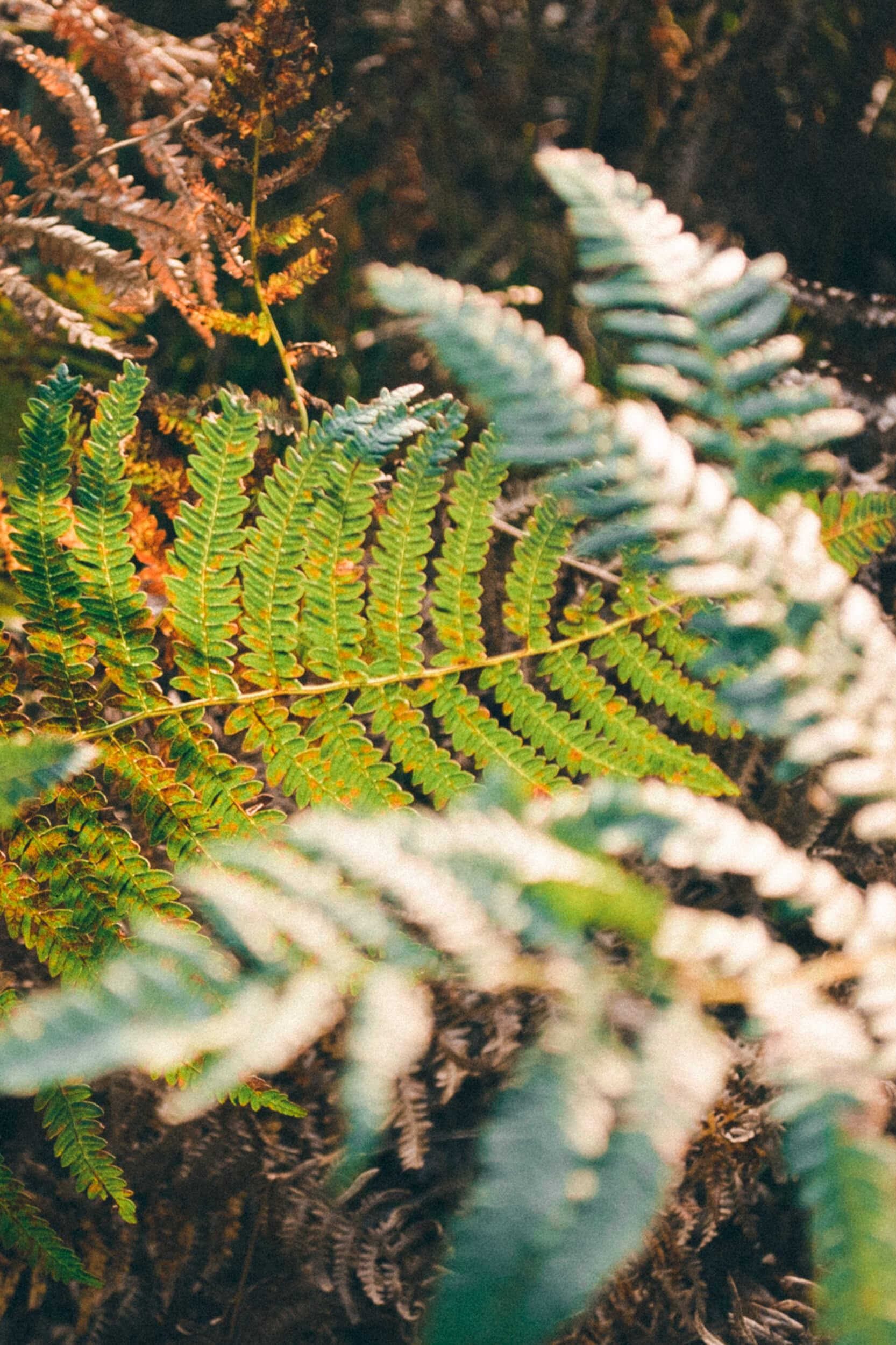 Bild zu Nadine & Phillip – Paarshooting